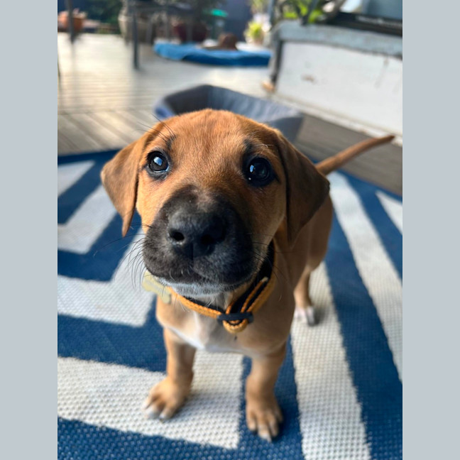 Photo of Goldie