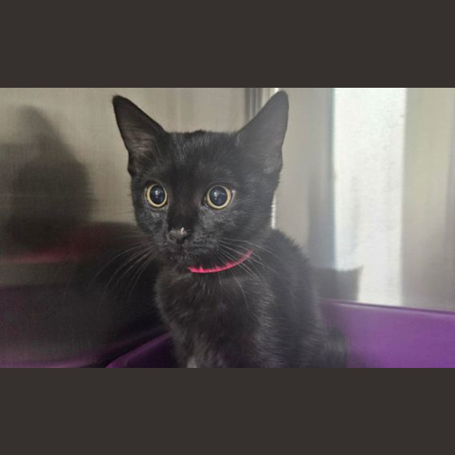 Photo of Ramona