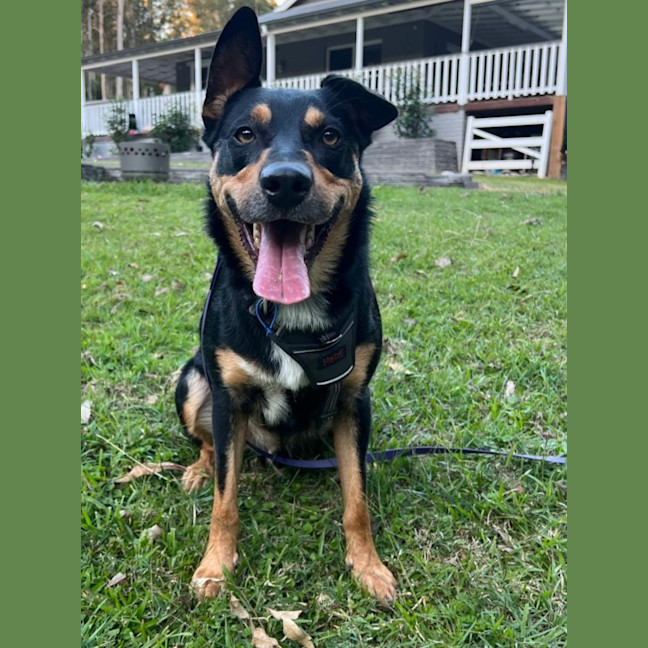 Photo of Draco