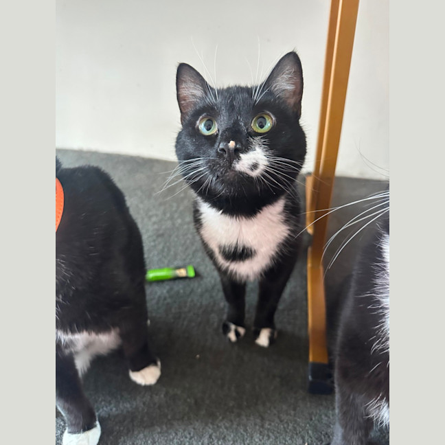 Photo of Lord Purrington 🙌🔥