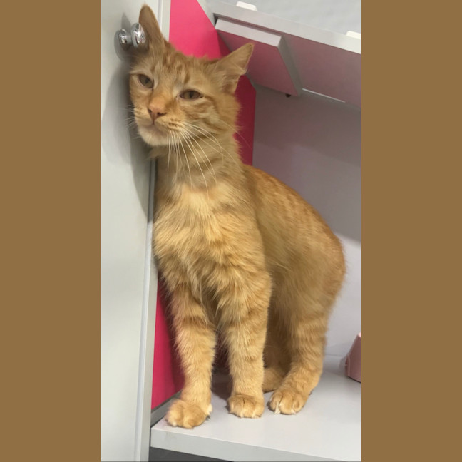 Photo of Aslan And Mr Squiggle