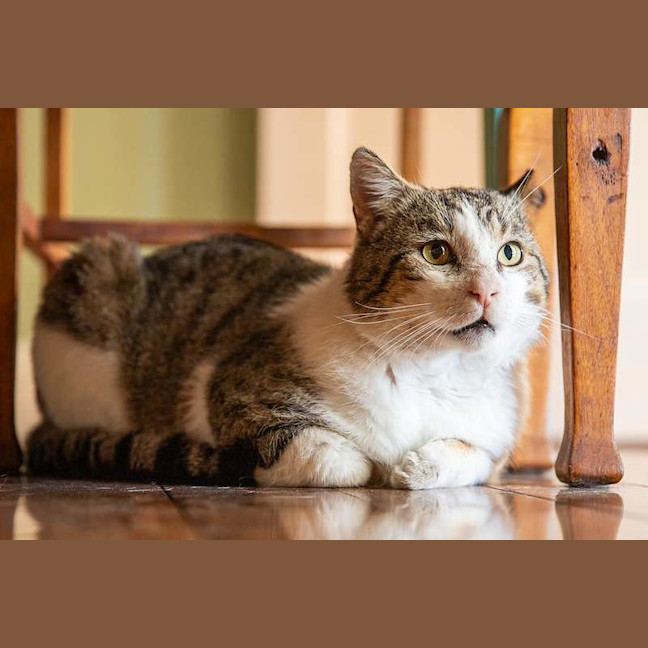 Photo of Teddy