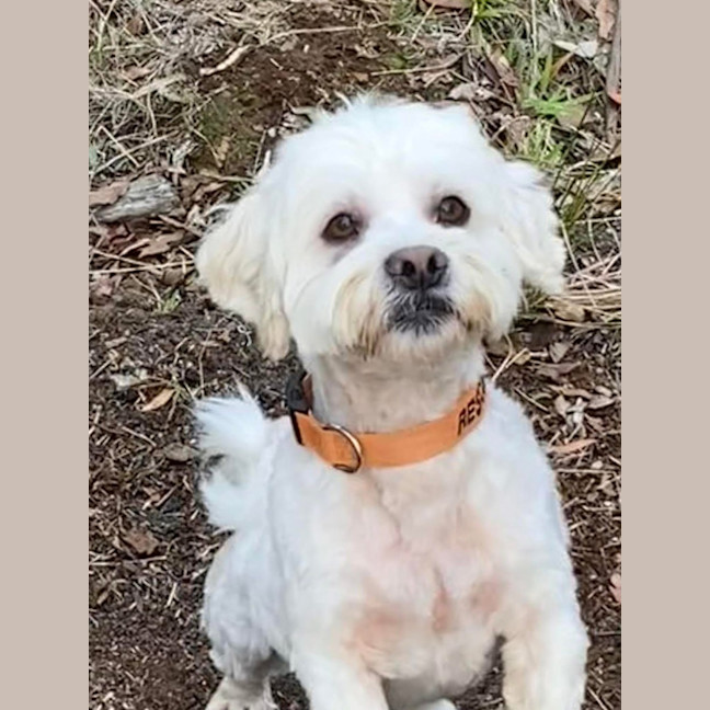 Photo of Benson Boony 