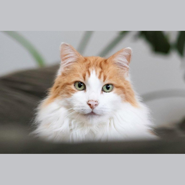 Photo of Gizmo Haliwell