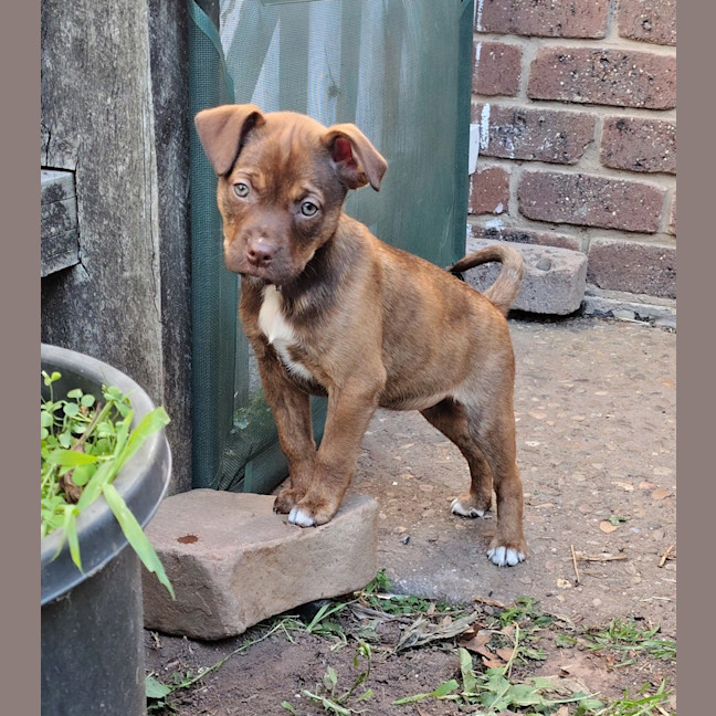 Photo of Layla