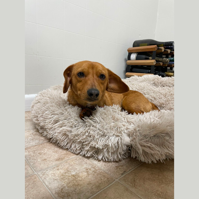 Photo of Riley