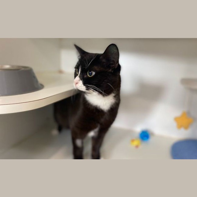Photo of Echo