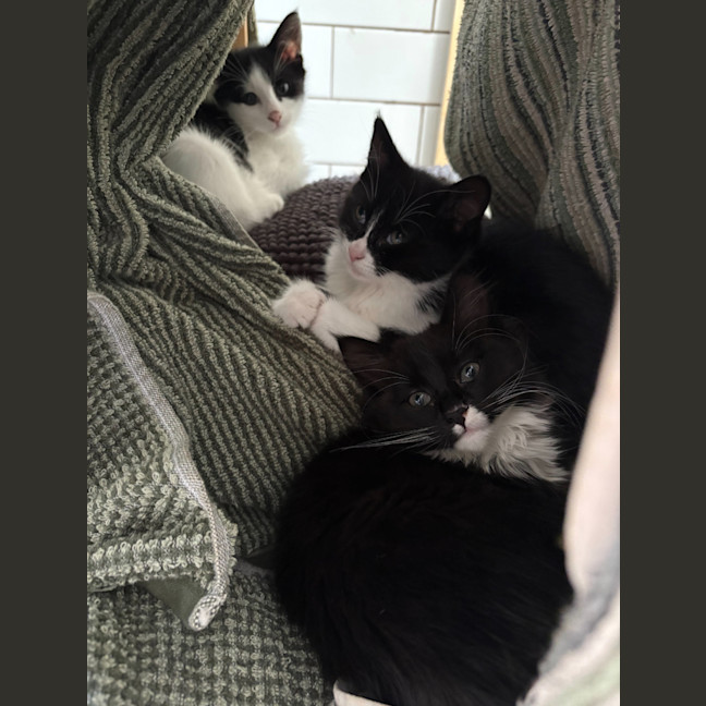 Photo of Salt & Pepper