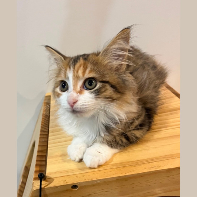 Photo of Angela Anaconda