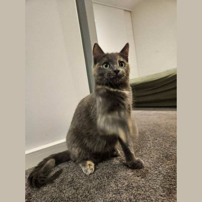 Photo of Sugar *9 Lives Project Rescue*
