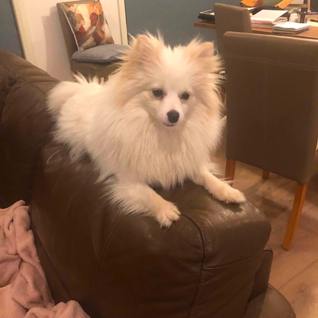 Photo of Pearl