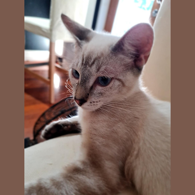 Photo of Sergeant Sprinkles