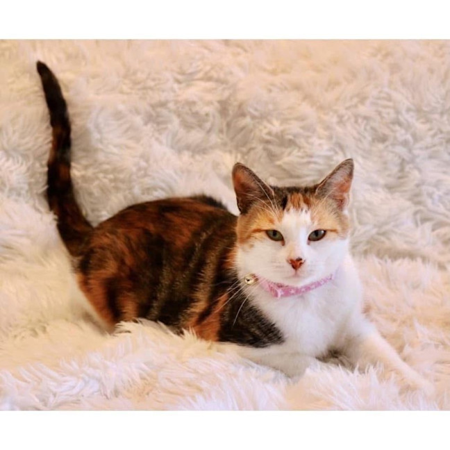 Photo of 11662   Arabella