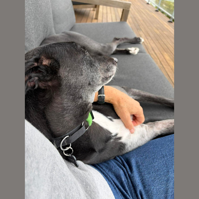 Photo of Jed, The Greyhound