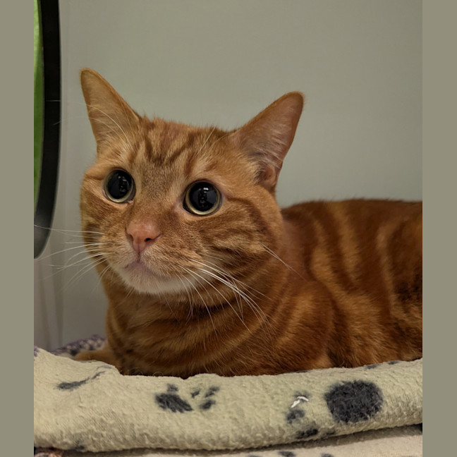 Photo of Garfield