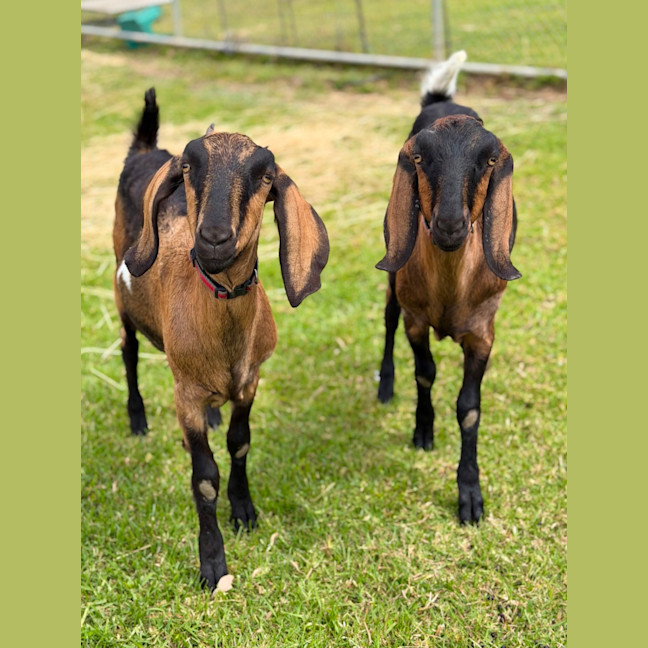 Photo of Bubblo & Bill