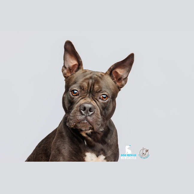 Photo of Letti   2 Year Old Boston Terrier X Staffy