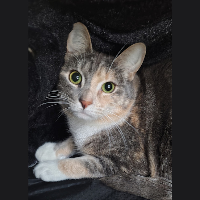 Photo of Coco (Bonded To Howie)