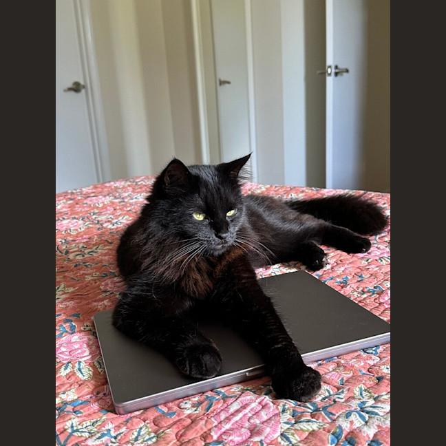 Photo of Shadow