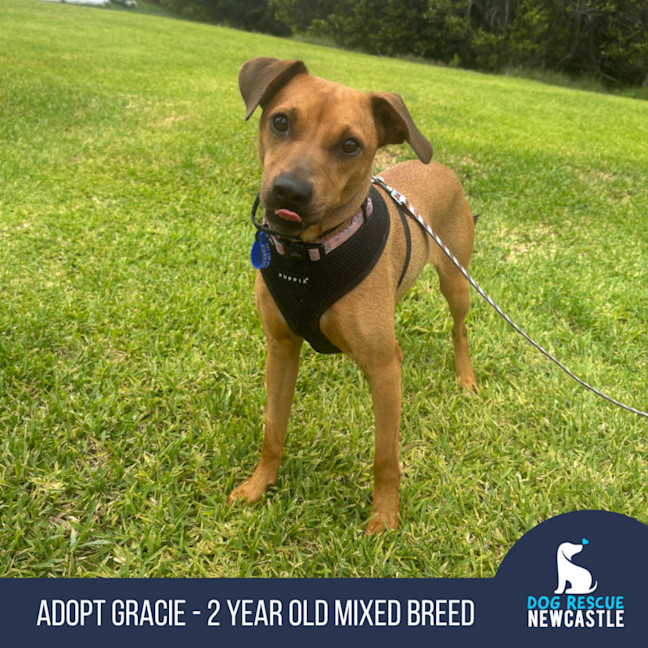 Photo of Gracie   2 Year Old Mixed Breed