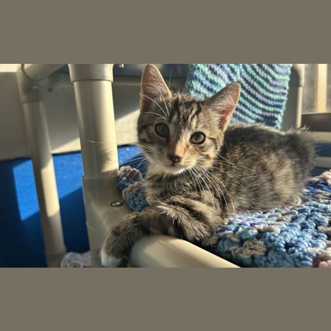 Photo of Rocket