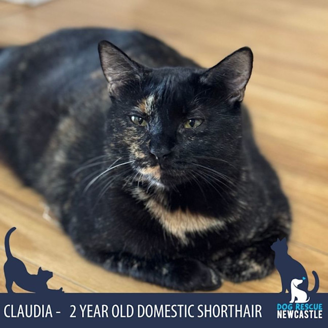 Photo of Claudia   2 Year Old Domestic Short Hair