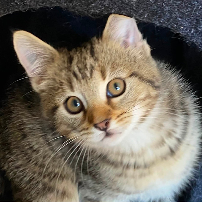 Photo of Waffle