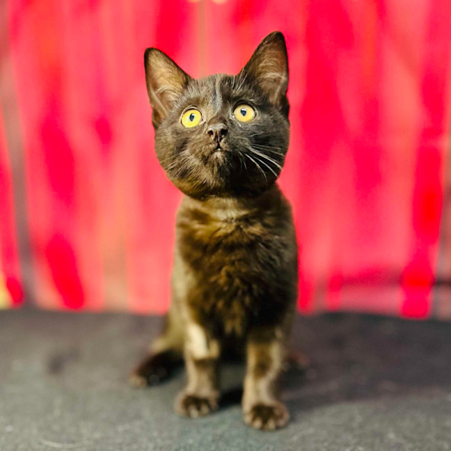 Photo of Draco (Located In Preston) 