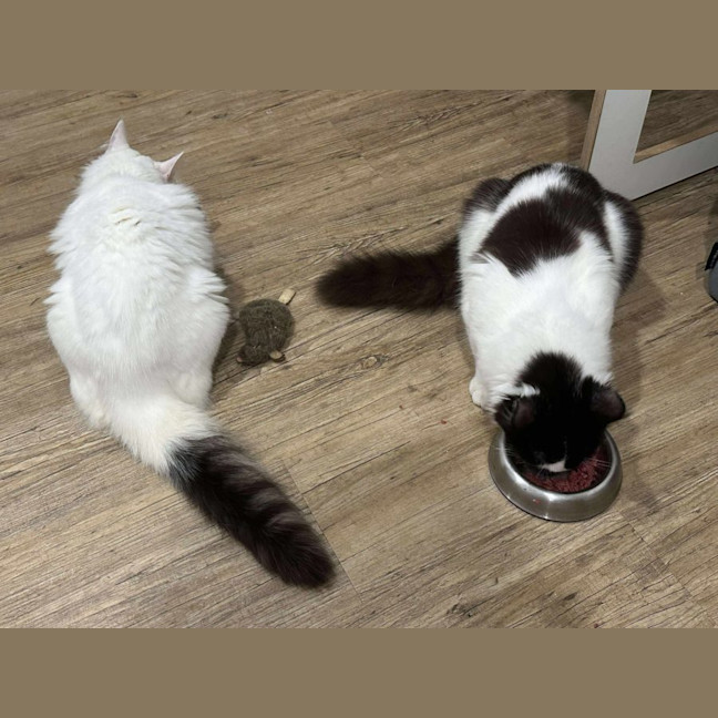 Photo of Pumpkin   Now Available At Pet Quarters Broadmeado