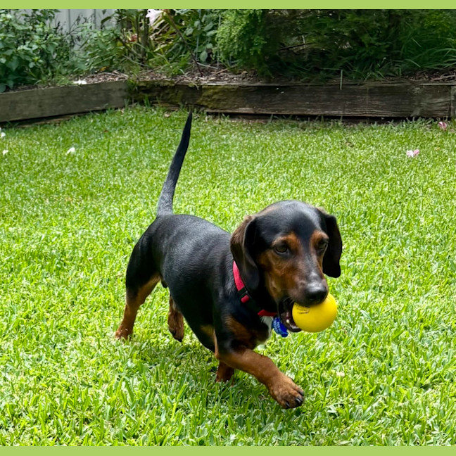 Photo of Hendrix   4 Year Old Dachshund 