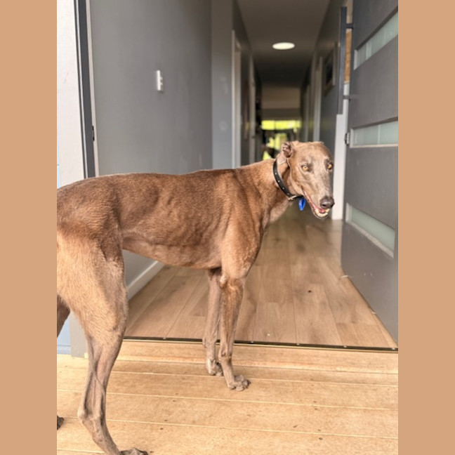 Photo of Bluey   3 Year Old Greyhound