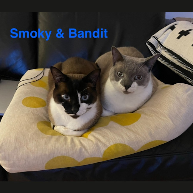 Photo of Bandit 