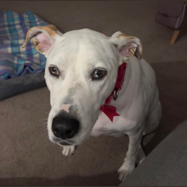 Photo of Raspberry Shortcake