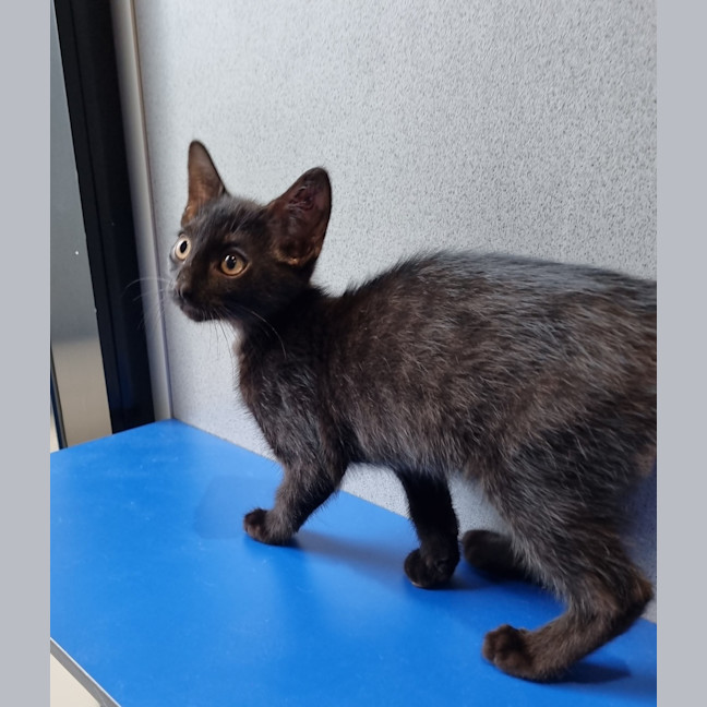 Photo of Coal