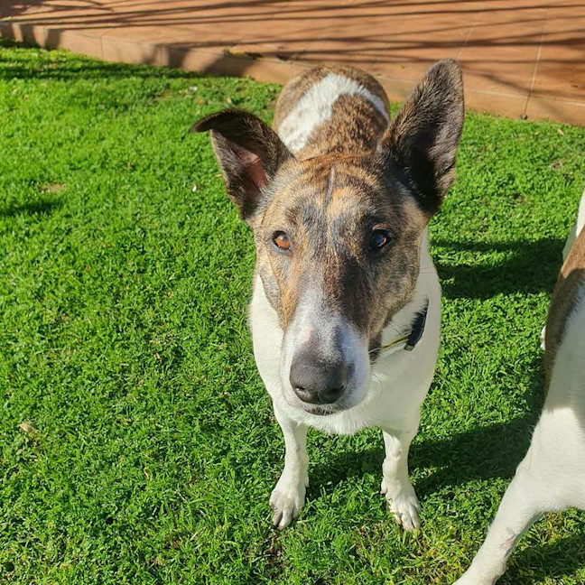 Photo of Mopsey