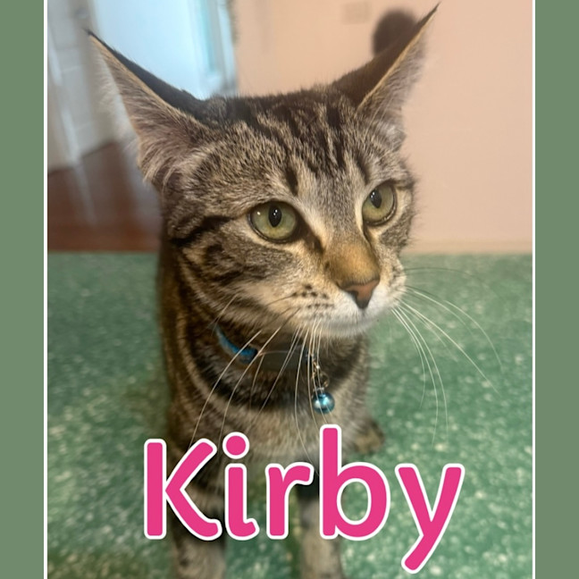Photo of Kirby