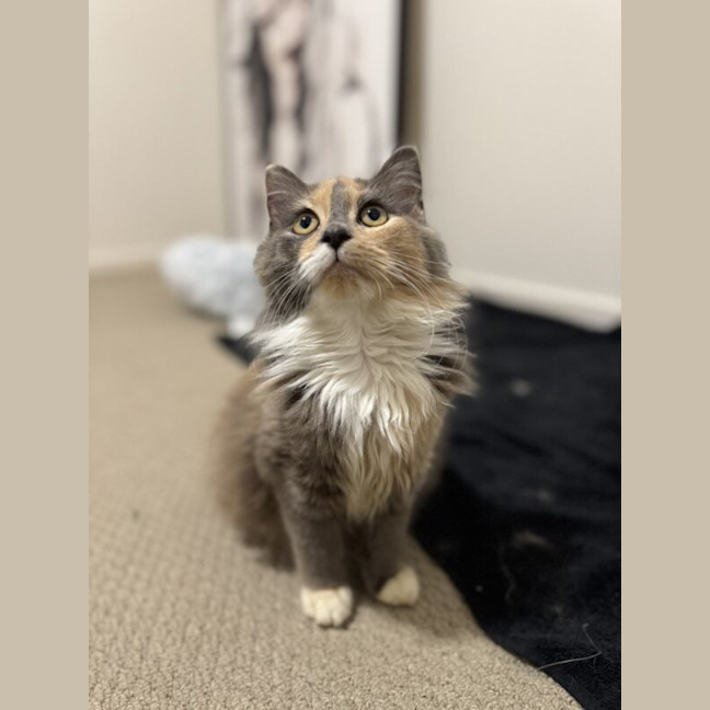 Photo of Hazel