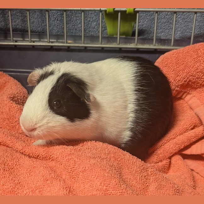 Photo of Lupin