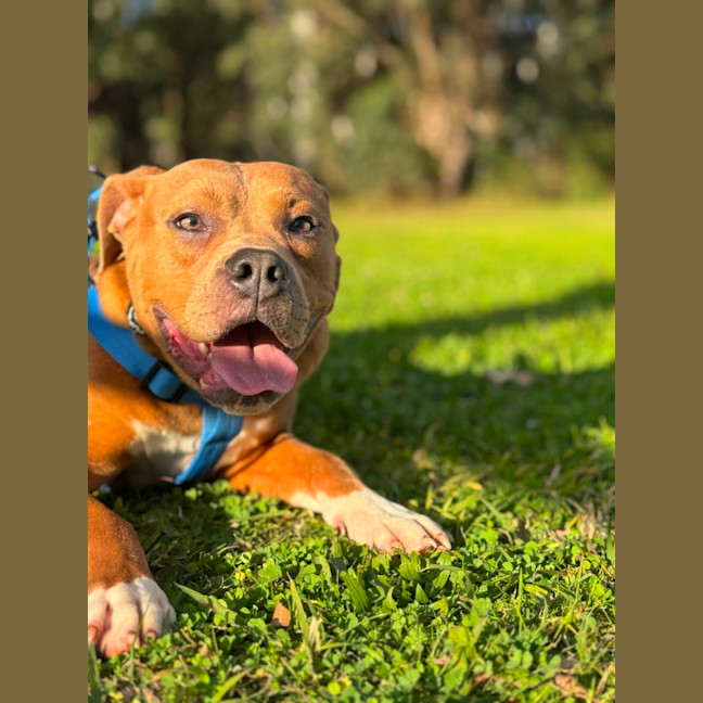 Photo of Oak