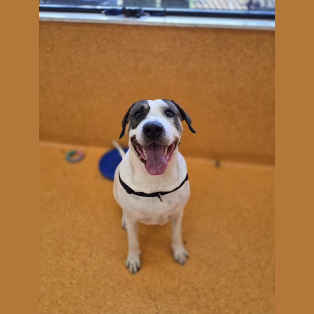 Photo of Buddy