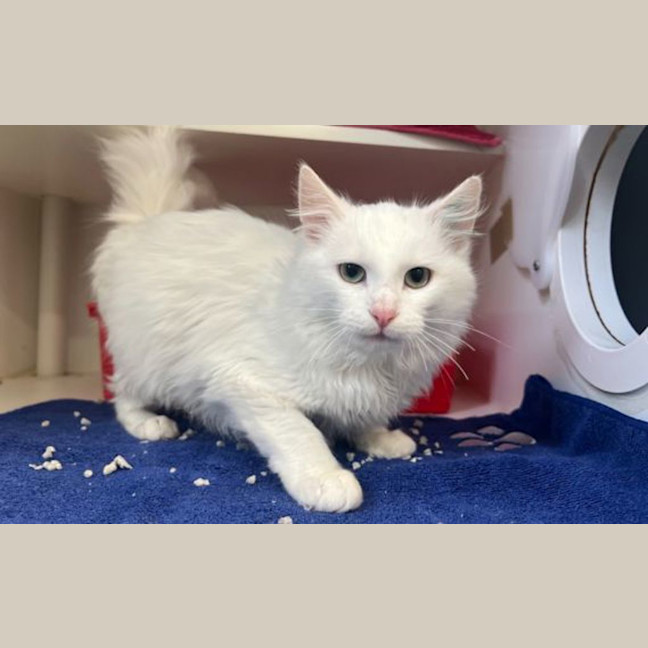 Photo of Snowball