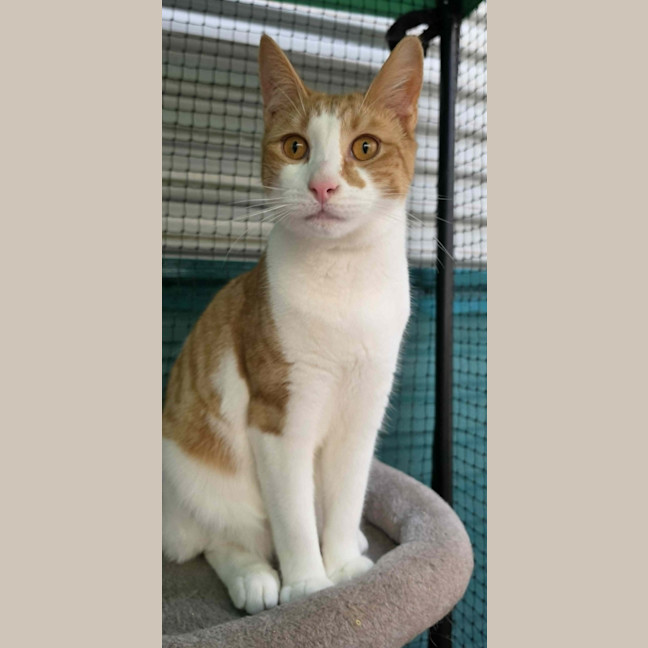 Photo of Jonas ** 2nd Chance Cat Rescue**
