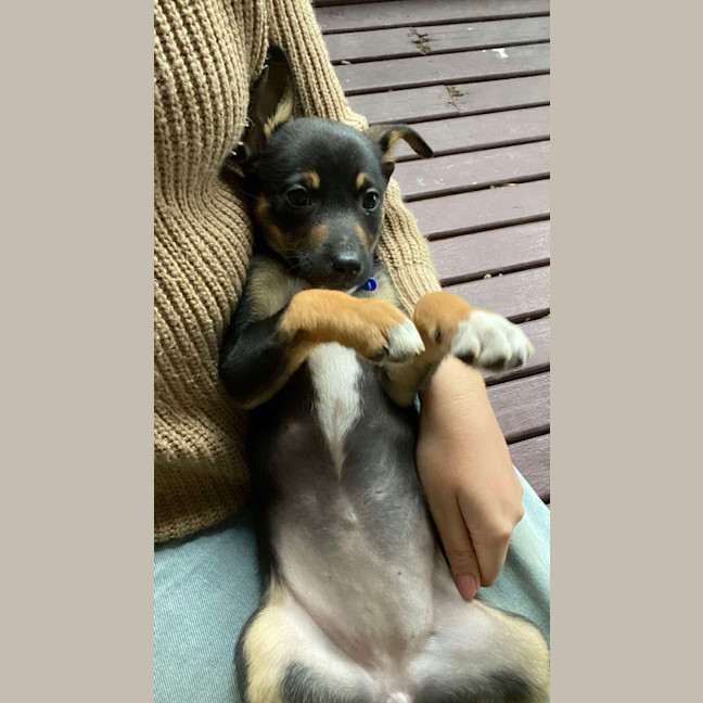 Photo of Chai   8 Week Old Kelpie X (On Trial)