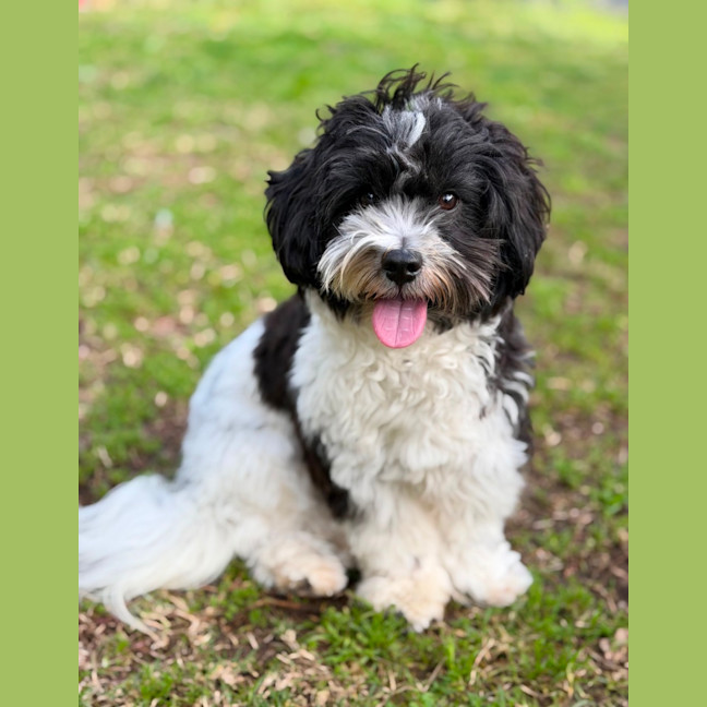 Photo of Snoopy