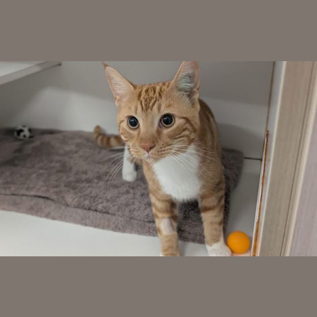 Photo of Orange