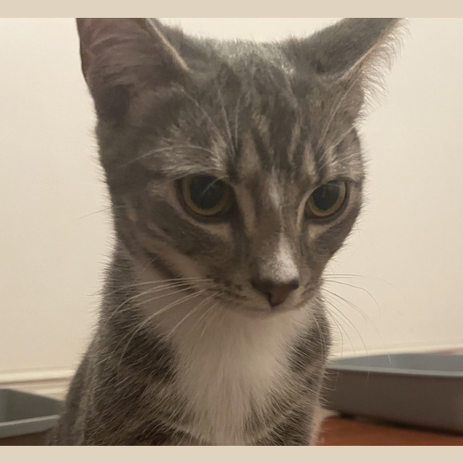 Photo of Strawberry