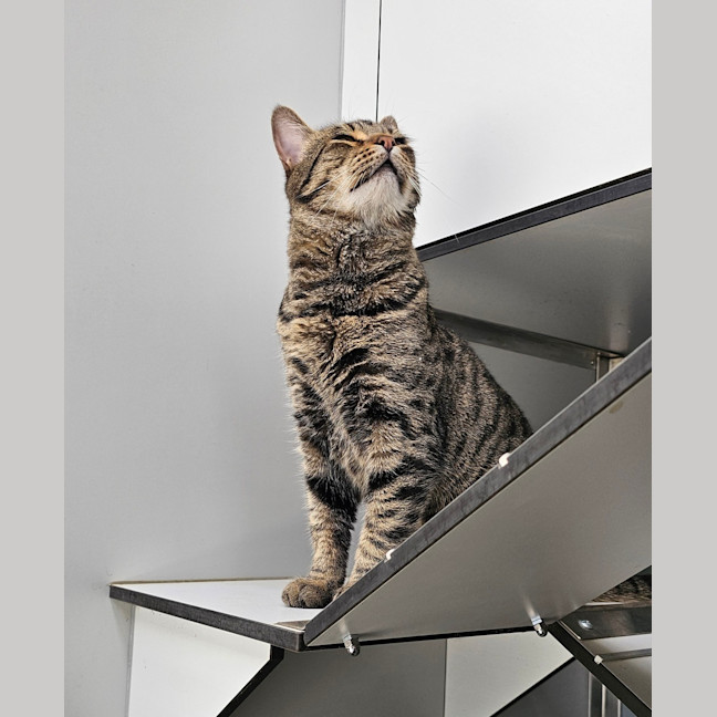 Photo of Galahad