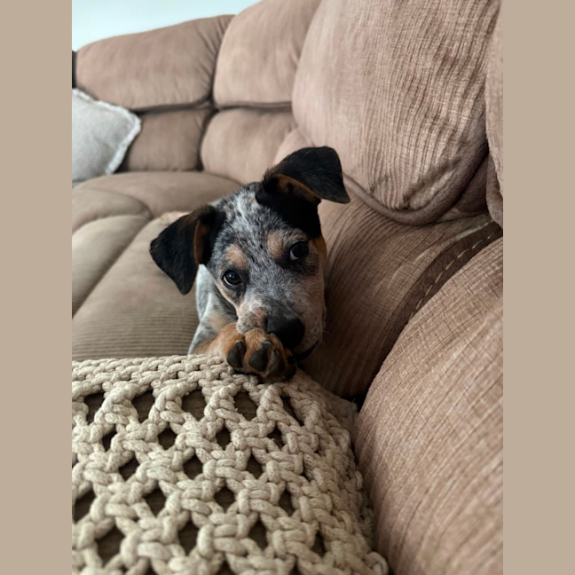 Photo of Bingo