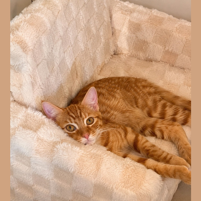 Photo of Blitzen