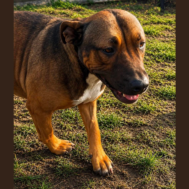 Photo of Rosie
